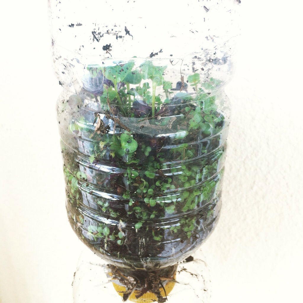 The Secret to Planting Seeds in&nbsp;Business