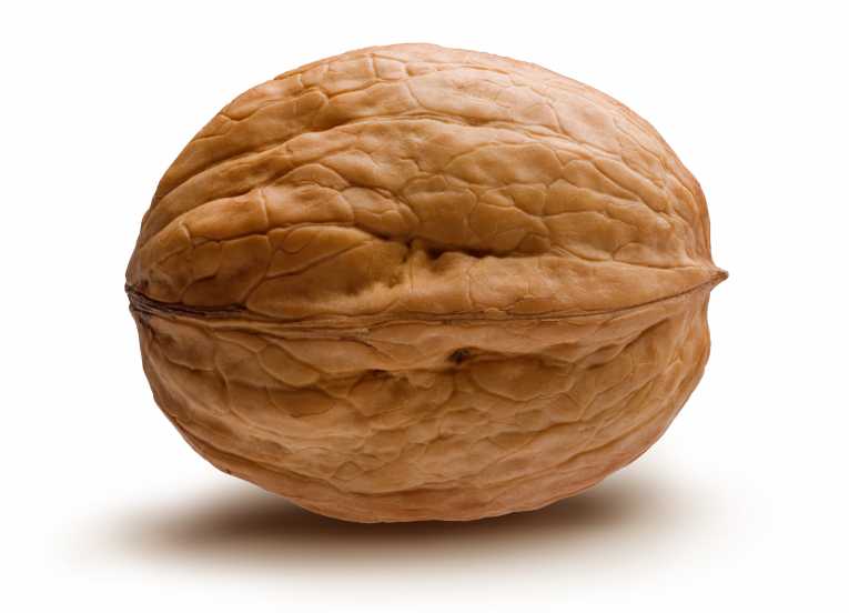The Walnut