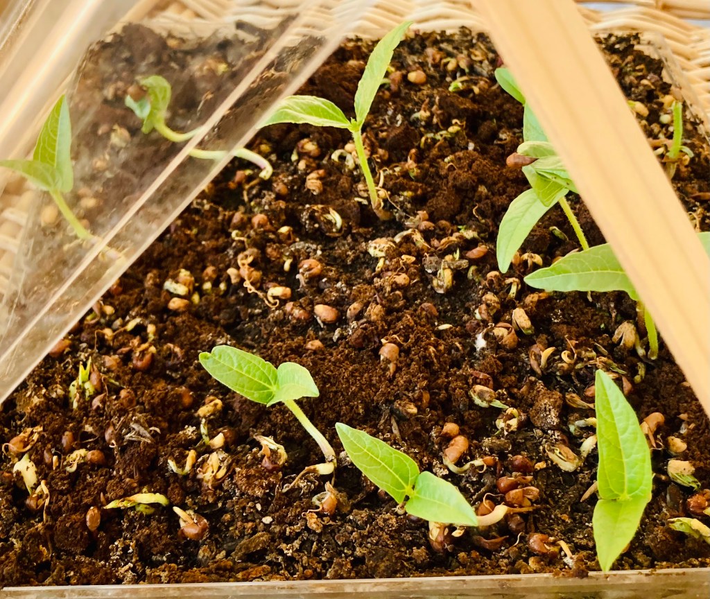 What is a Growth&nbsp;Mindset?